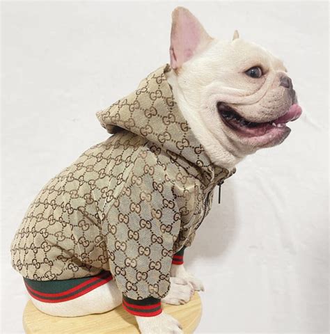 gucci sweater for dog|Gucci jacket for dogs.